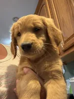 Puppy #5, a male Golden Retriever and Labrador Retriever for sale in Glenwood City, WI – 1 of 1