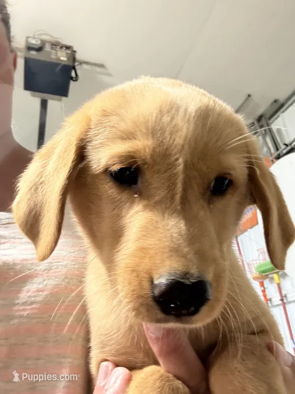 Puppy #4 – Golden Retriever, Labrador Retriever puppy for sale in Glenwood City, WI