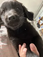 Puppy #2, a male Golden Retriever and Labrador Retriever for sale in Glenwood City, WI – 2 of 2