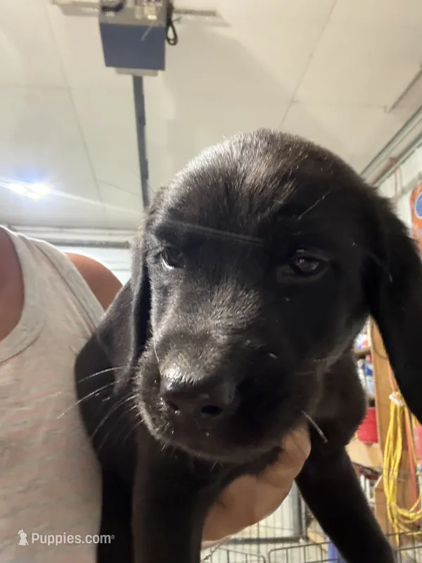 Puppy #3 – Golden Retriever, Labrador Retriever puppy for sale in Glenwood City, WI