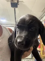 Puppy #3, a male Golden Retriever and Labrador Retriever for sale in Glenwood City, WI – 1 of 1