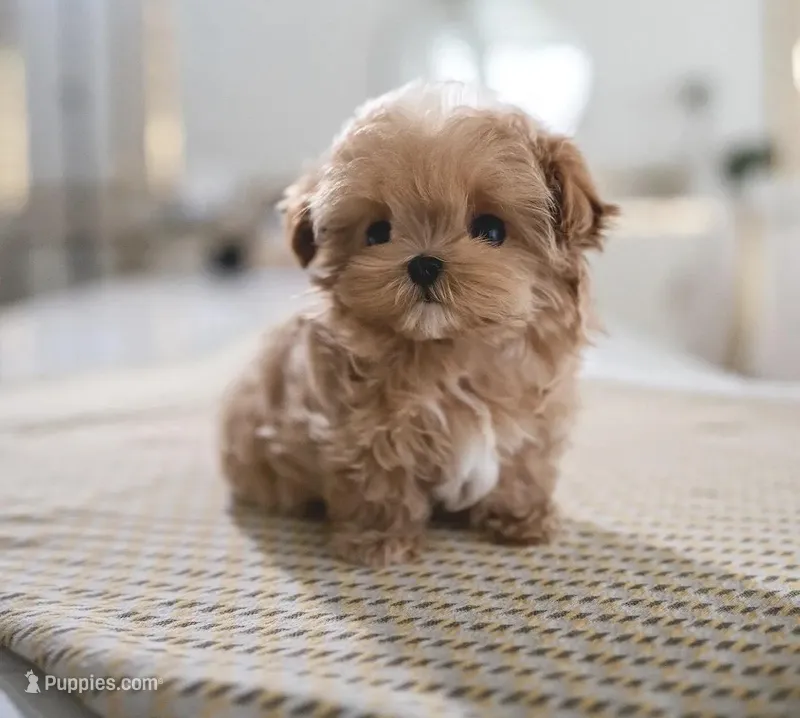 Teddy – Maltipoo puppy for sale in Los Angeles, CA