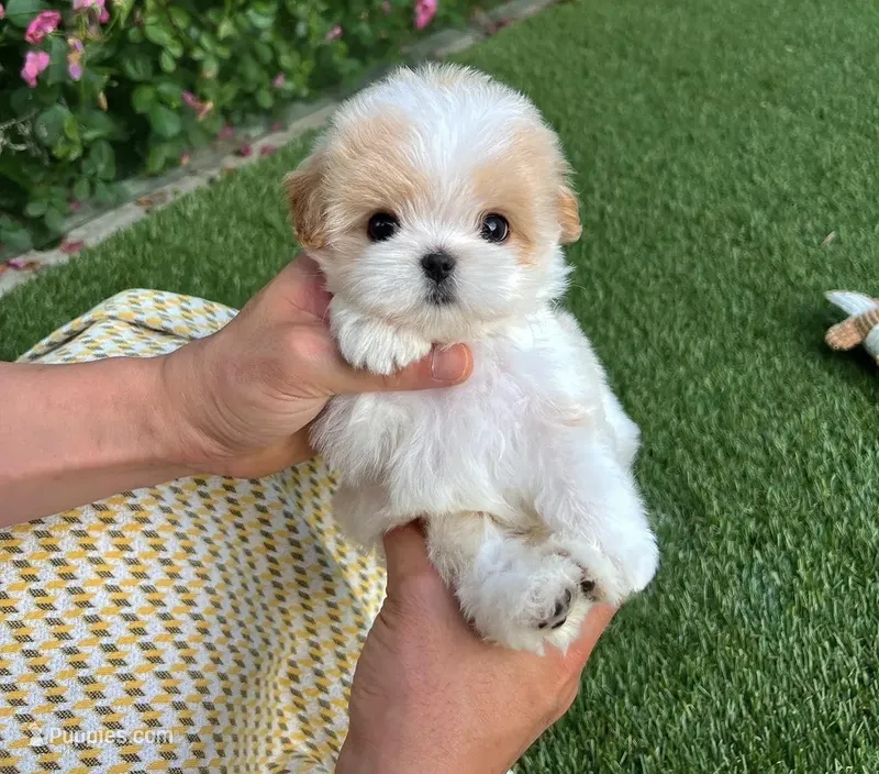 Luna – Maltipoo puppy for sale in Los Angeles, CA