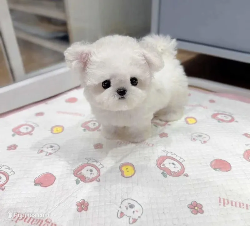 Hanna – Bichon Frise puppy for sale in Los Angeles, CA