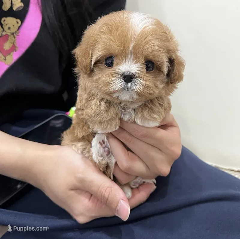 Daisy – Maltipoo puppy for sale in Los Angeles, CA