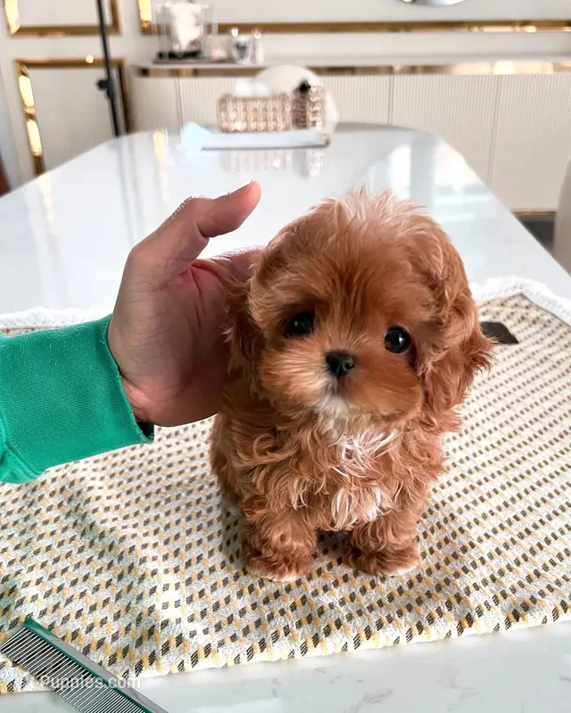 Milo – Maltipoo puppy for sale in Los Angeles, CA
