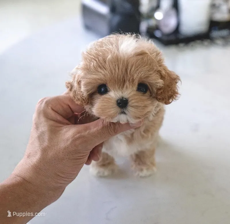 Bella – Maltipoo puppy for sale in Los Angeles, CA