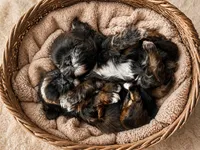 Lyric, a male Shih Tzu for sale in Austin, TX – Photo 5 of 6
