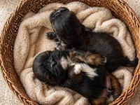 Lyric, a male Shih Tzu for sale in Austin, TX – Photo 6 of 6