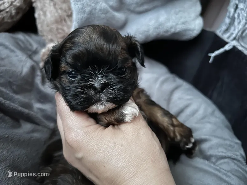 Lyric – Shih Tzu puppy for sale in Kempner, TX