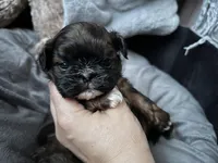 Lyric, a male Shih Tzu for sale in Kempner, TX – Photo 1 of 2