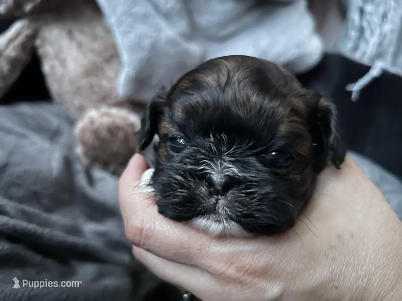 Lyric – Shih Tzu puppy for sale in Austin, TX
