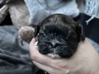 Lyric, a male Shih Tzu for sale in Austin, TX – Photo 1 of 6