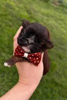 Lyric, a male Shih Tzu for sale in Austin, TX – Photo 4 of 6