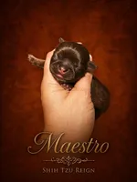 Maestro, a male Shih Tzu for sale in Austin, TX – Photo 2 of 2