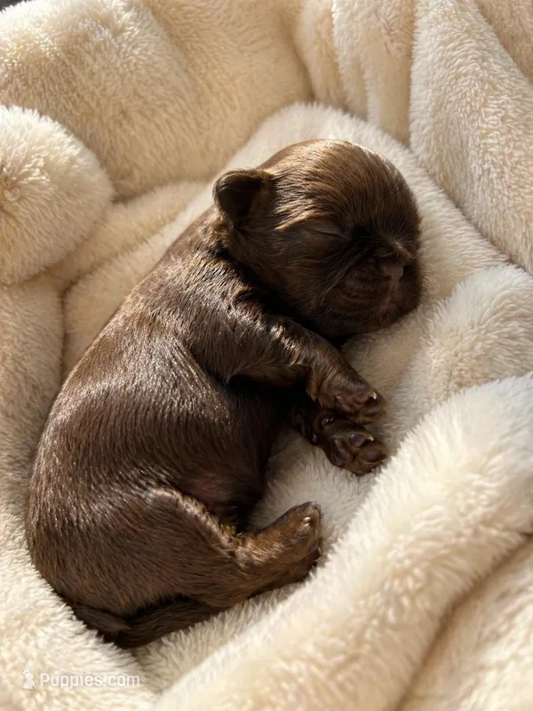Maestro – Shih Tzu puppy for sale in Austin, TX