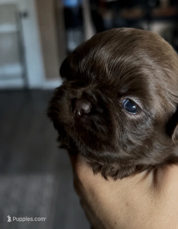 Maestro – Shih Tzu puppy for sale in Austin, TX