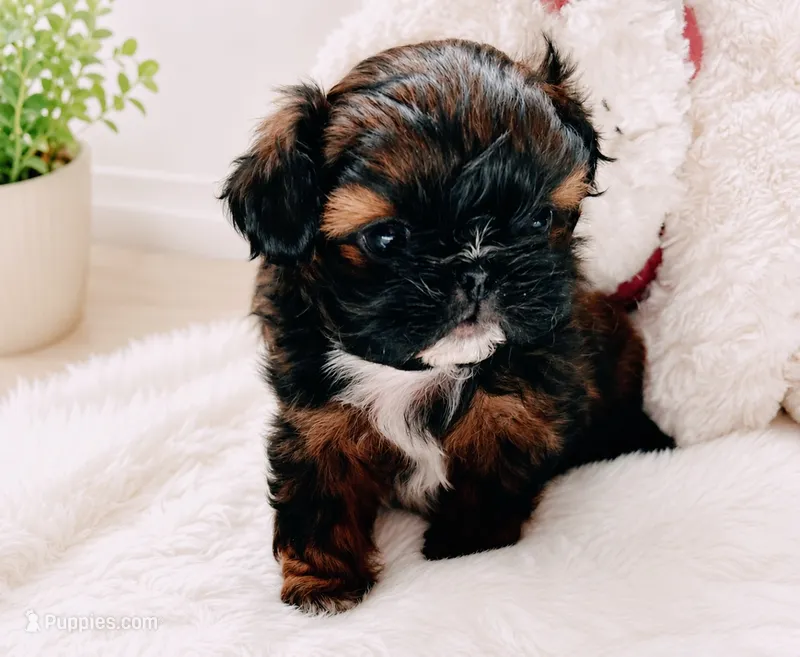 Lyric – Shih Tzu puppy for sale in Austin, TX