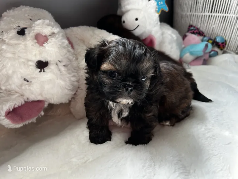 Harmony – Shih Tzu puppy for sale in Austin, TX