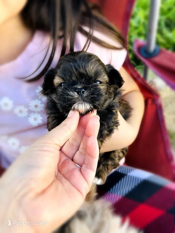 Harmony – Shih Tzu puppy for sale in Austin, TX