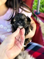 Harmony, a male Shih Tzu for sale in Austin, TX – Photo 1 of 4