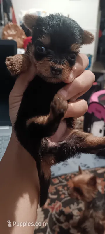 LITTLE  GIRL  – Yorkshire Terrier puppy for sale in Lancaster, PA