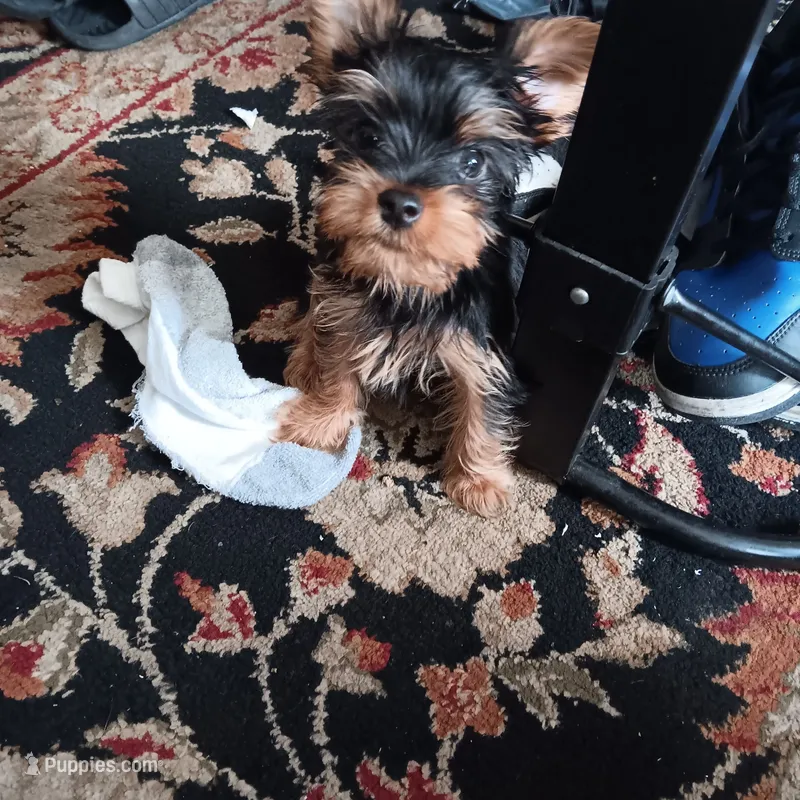 Little men – Yorkshire Terrier puppy for sale in Lancaster, PA