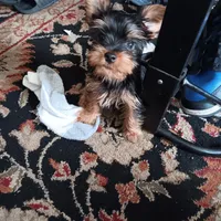 Little men, a male Yorkshire Terrier for sale in Lancaster, PA – 1 of 3