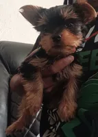 Big boy, a male Yorkshire Terrier for sale in Lancaster, PA – 1 of 2