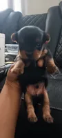Little boy , a male Yorkshire Terrier for sale in Lancaster, PA – 1 of 1