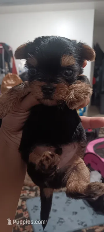 Little men – Yorkshire Terrier puppy for sale in Lancaster, PA