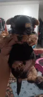 Little men, a male Yorkshire Terrier for sale in Lancaster, PA – 1 of 1