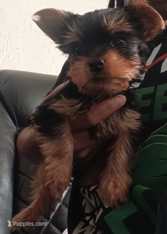 Little Cutie  – Yorkshire Terrier puppy for sale in Lancaster, PA