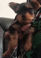 Little Cutie , a male Yorkshire Terrier for sale in Lancaster, PA – 1 of 1