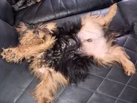 Little men, a male Yorkshire Terrier for sale in Lancaster, PA – 3 of 3