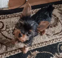 LITTLE  GIRL, a female Yorkshire Terrier for sale in Lancaster, PA – 1 of 2