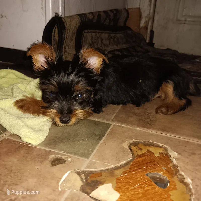 Little Cutie – Yorkshire Terrier puppy for sale in Lancaster, PA