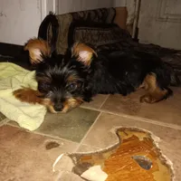 Little Cutie, a male Yorkshire Terrier for sale in Lancaster, PA – 1 of 2