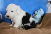 AKC Joker, a male Old English Sheepdog for sale in Fair Grove, MO – 7 of 9