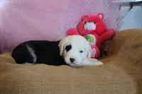 AKC Mollie, a male Old English Sheepdog for sale in Fair Grove, MO – 1 of 9