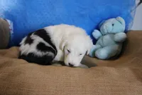 AKC Jake, a male Old English Sheepdog for sale in Fair Grove, MO – 6 of 10