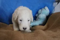 AKC Joker, a male Old English Sheepdog for sale in Fair Grove, MO – 5 of 9