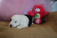 AKC Mollie, a male Old English Sheepdog for sale in Fair Grove, MO – 2 of 9