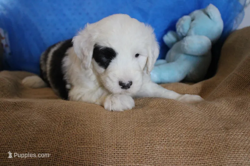 AKC Job – Old English Sheepdog puppy for sale in Fair Grove, MO