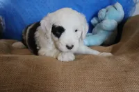AKC Job, a male Old English Sheepdog for sale in Fair Grove, MO – 1 of 10