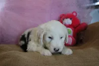AKC Josephine, a female Old English Sheepdog for sale in Fair Grove, MO – 5 of 9