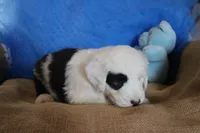 AKC Job, a male Old English Sheepdog for sale in Fair Grove, MO – 6 of 10