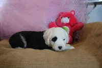 AKC Mollie, a male Old English Sheepdog for sale in Fair Grove, MO – 4 of 9