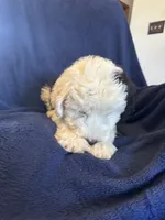 AKC Maeve, a female Old English Sheepdog for sale in Fair Grove, MO – 5 of 6
