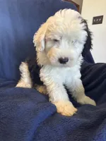 AKC Maeve, a female Old English Sheepdog for sale in Fair Grove, MO – 3 of 6
